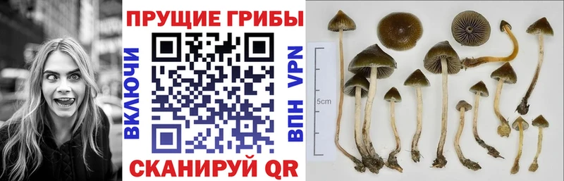 где купить   Отрадная  Галлюциногенные грибы прущие грибы 